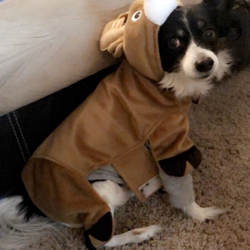 Small/Medium Festive Reindeer Dog vest